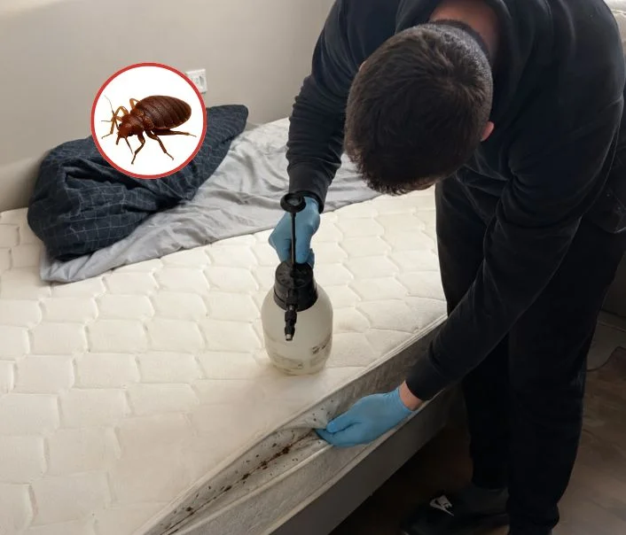 Technicien traitant un matelas contre les punaises de lit à Marolles-en-Beauce